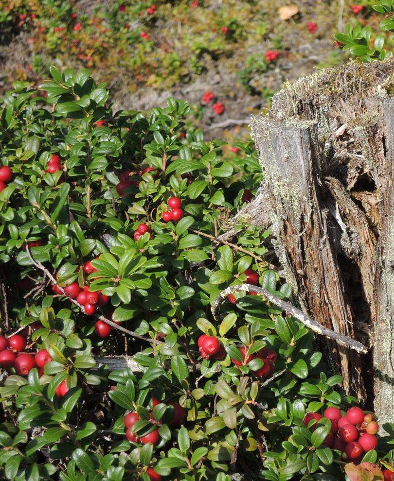 Arctic Blast Lingonberry Bundle (6 plants) - Image 4