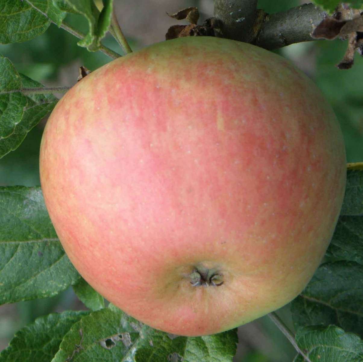 Bardsey Apple - Image 2