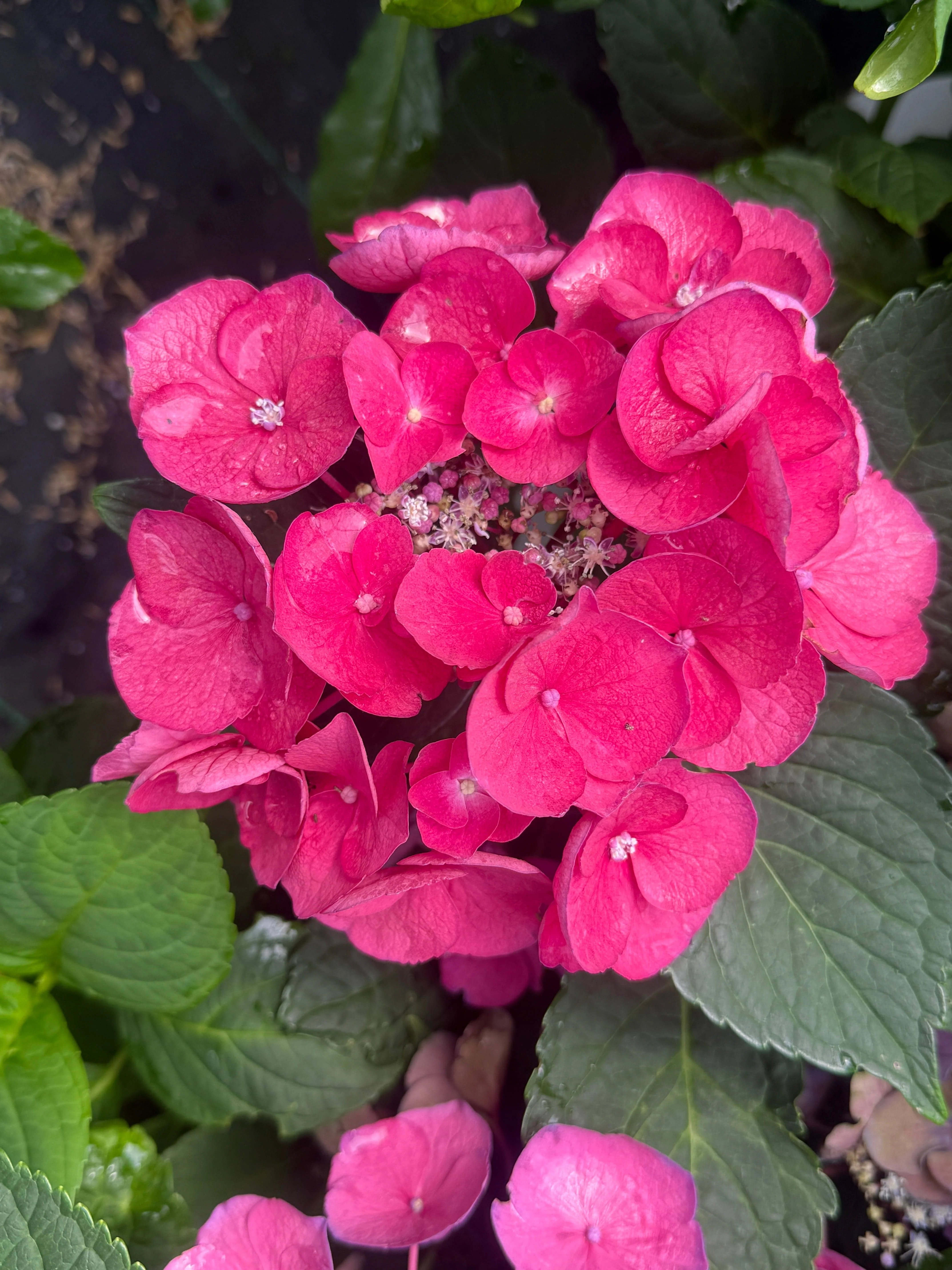 Cherry Explosion⢠Hydrangea