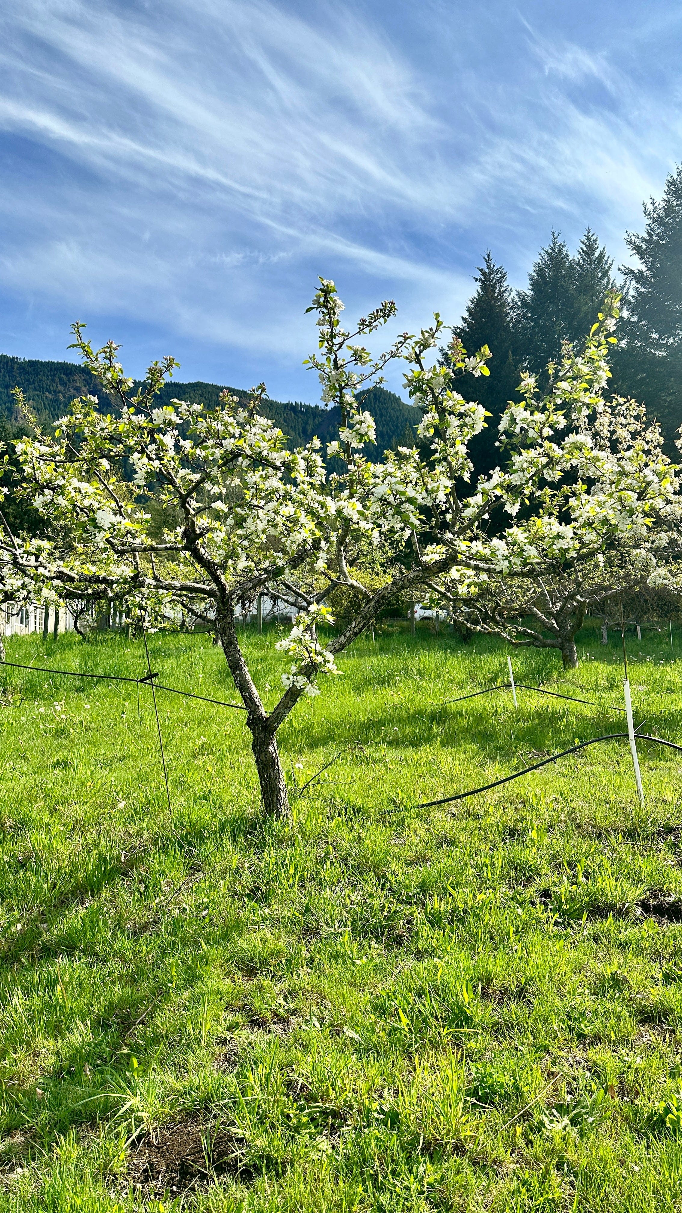 Dolgo Crabapple - Image 2