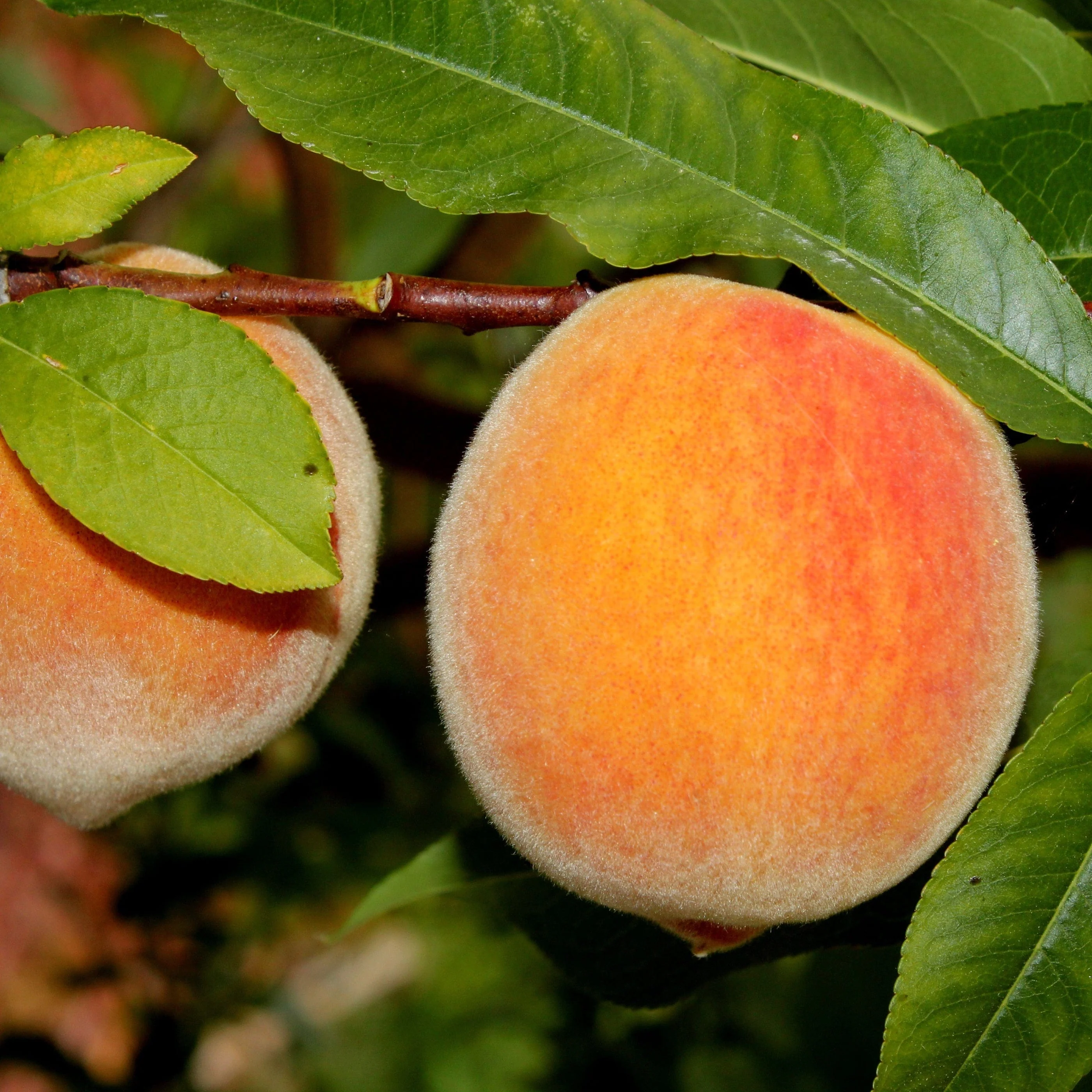 Early Elberta Peach