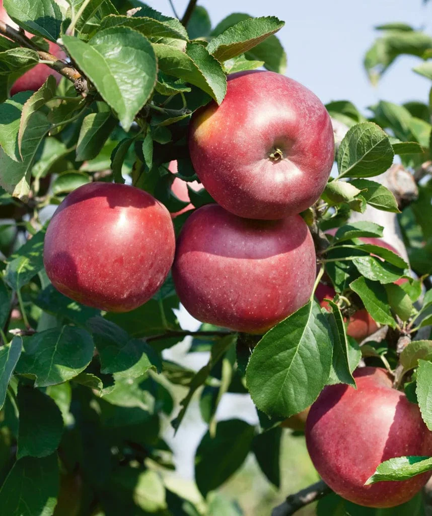 Enterprise Apple
