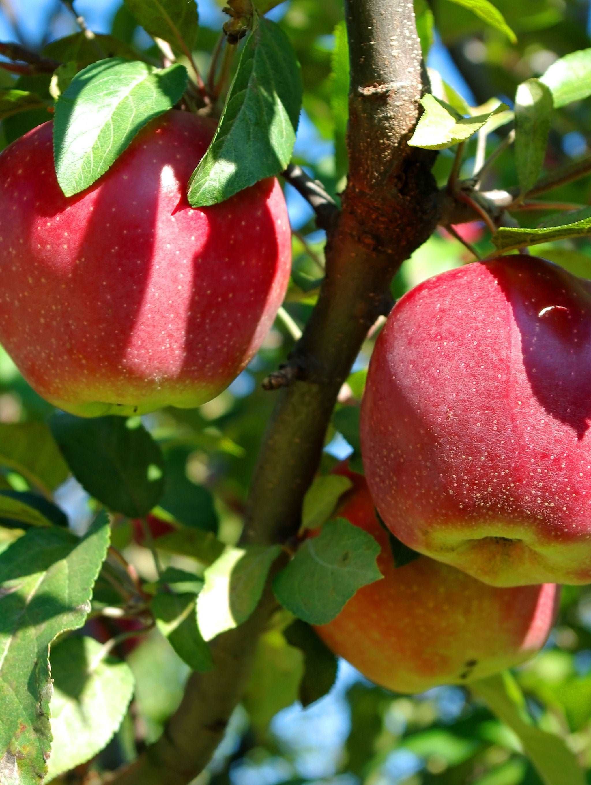 Enterprise Apple - Image 2
