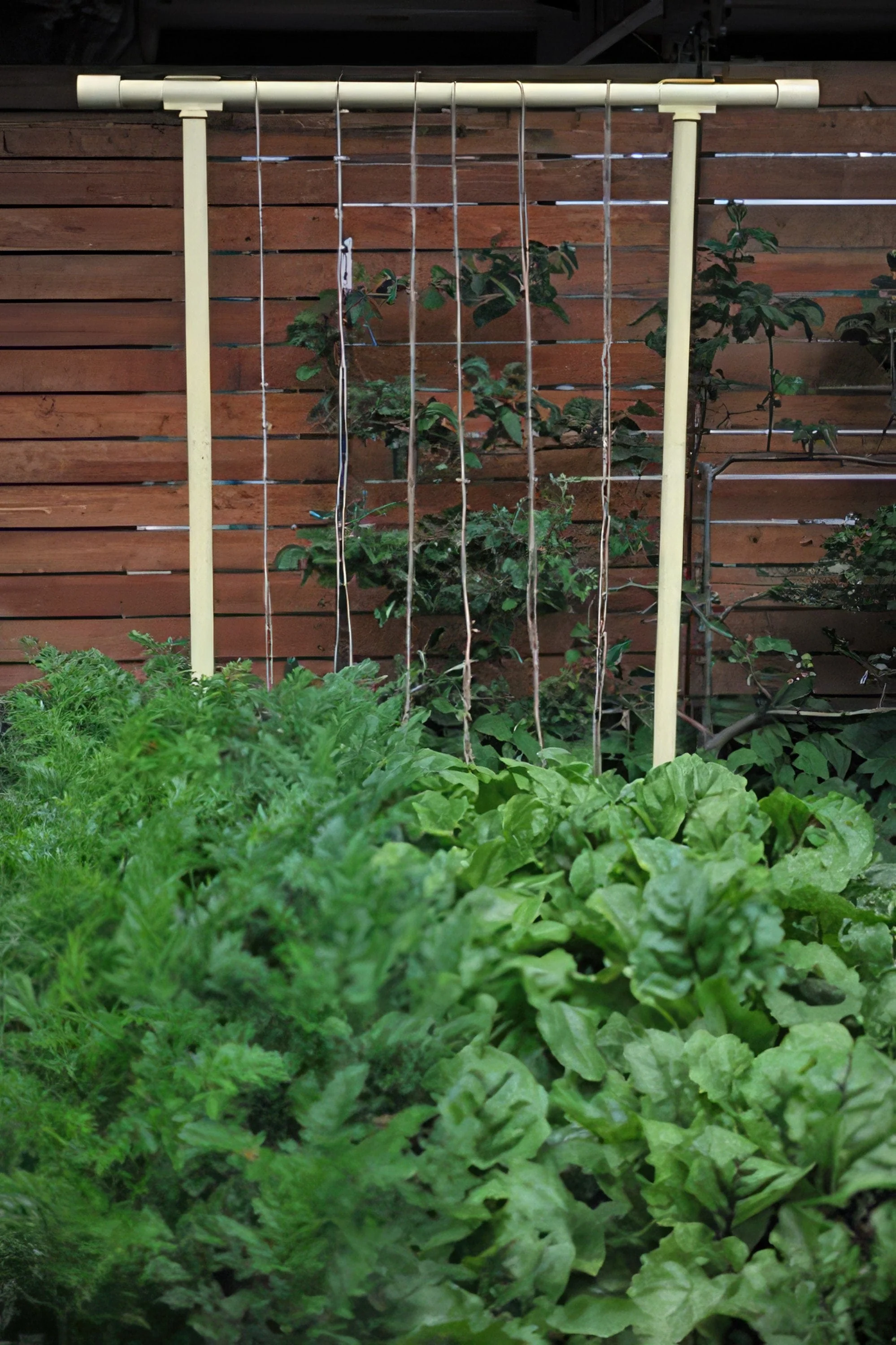 Freyr Trellis by Seattle Urban Farm Company - Image 4