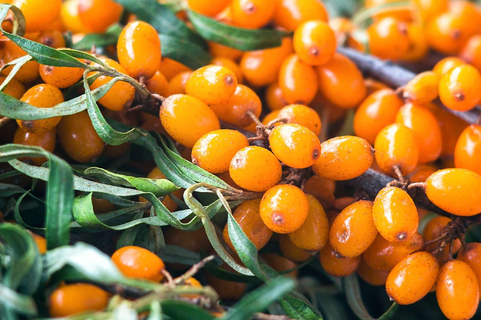 Garden's Gift™ Seaberry
