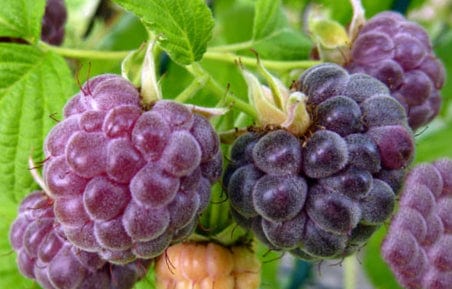 Glencoe Raspberry