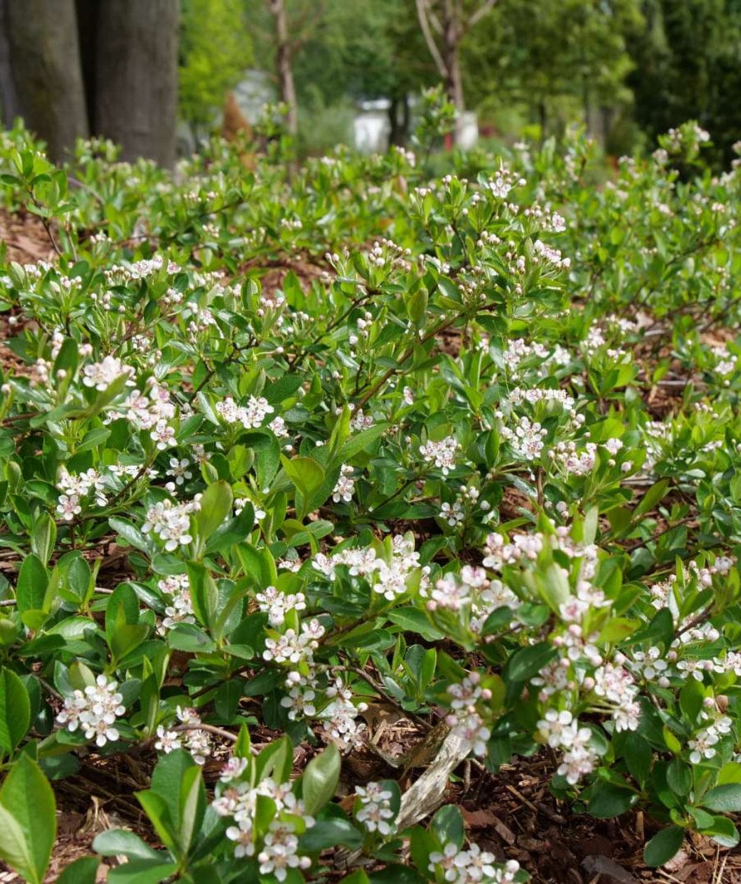 Ground Hug Aronia - Image 3