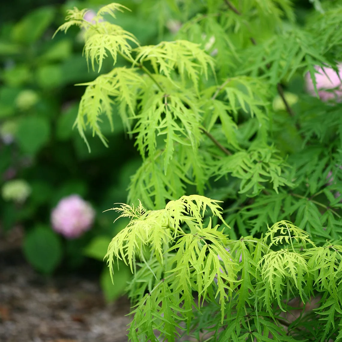 Lemony Lace® Elderberry - Image 2