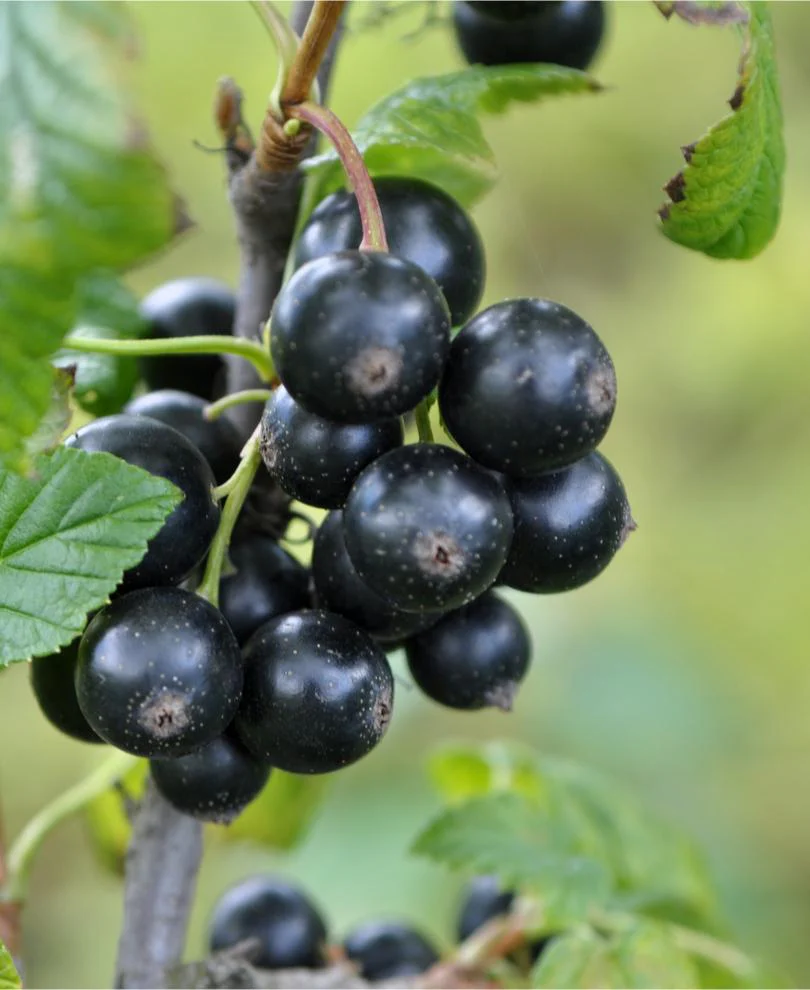 Minaj Smyriou Black Currant