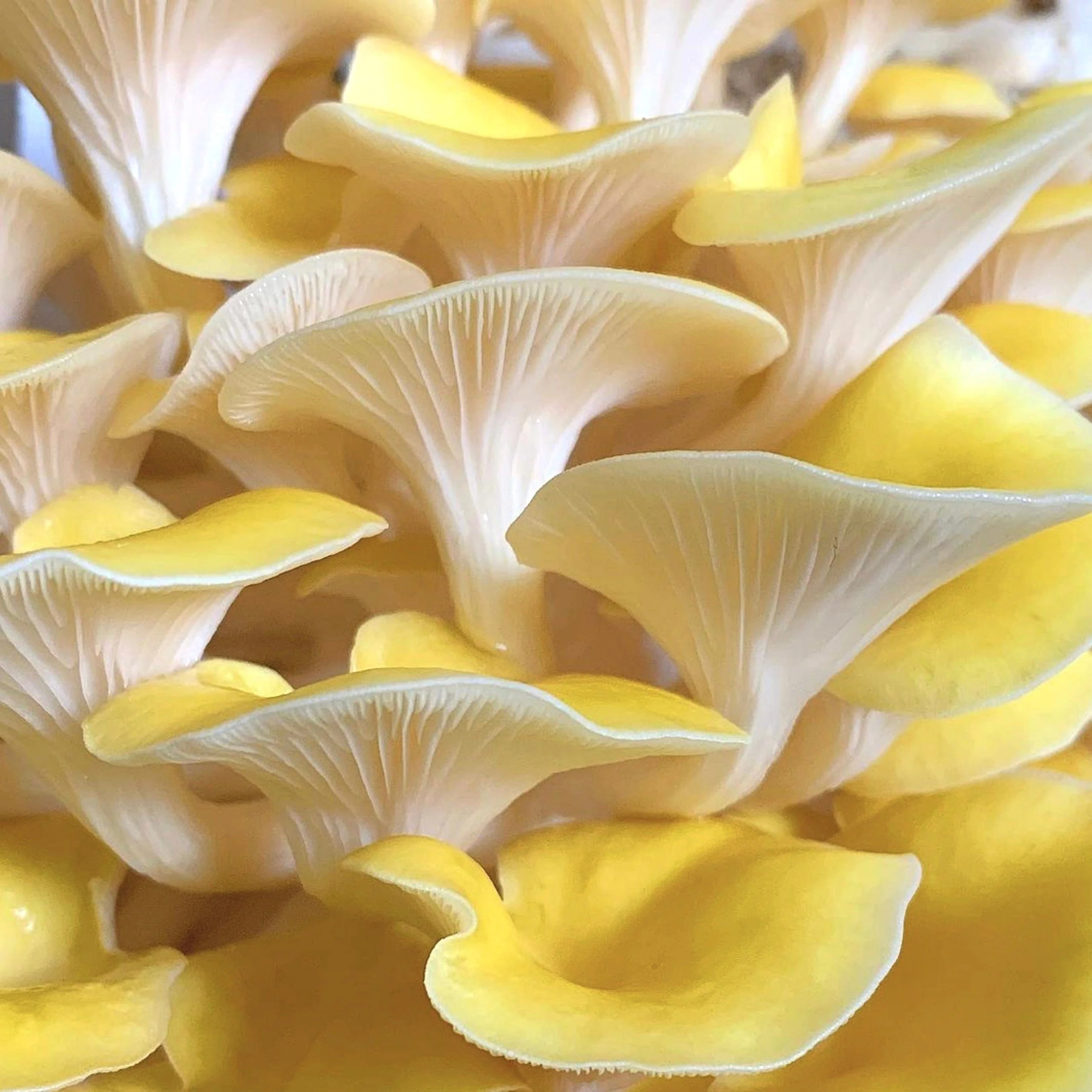Organic Golden Oyster Mushroom Grow Kit Fruiting Block - Image 2