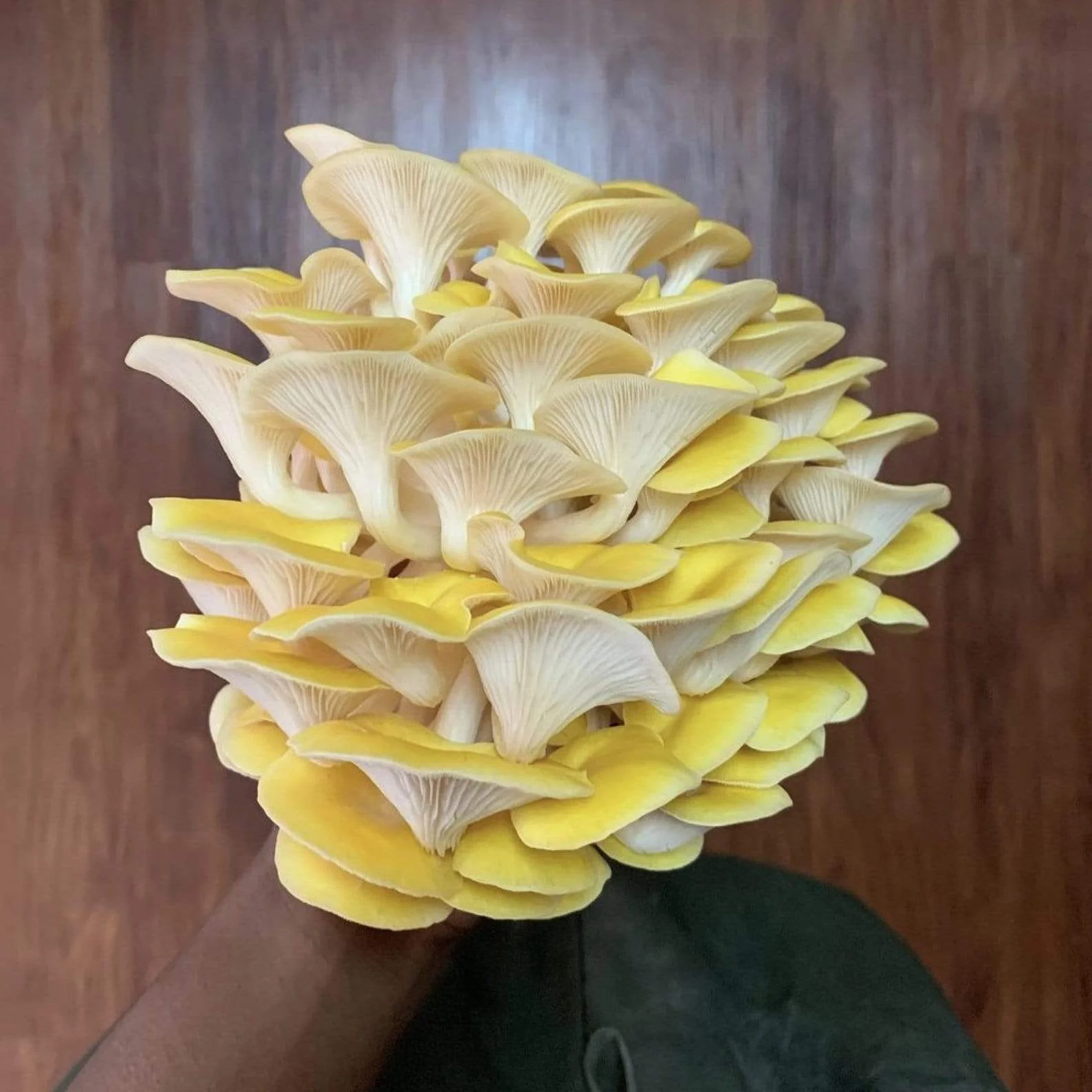 Organic Golden Oyster ‘Spray & Grow’ Mushroom Growing Kit - Image 3