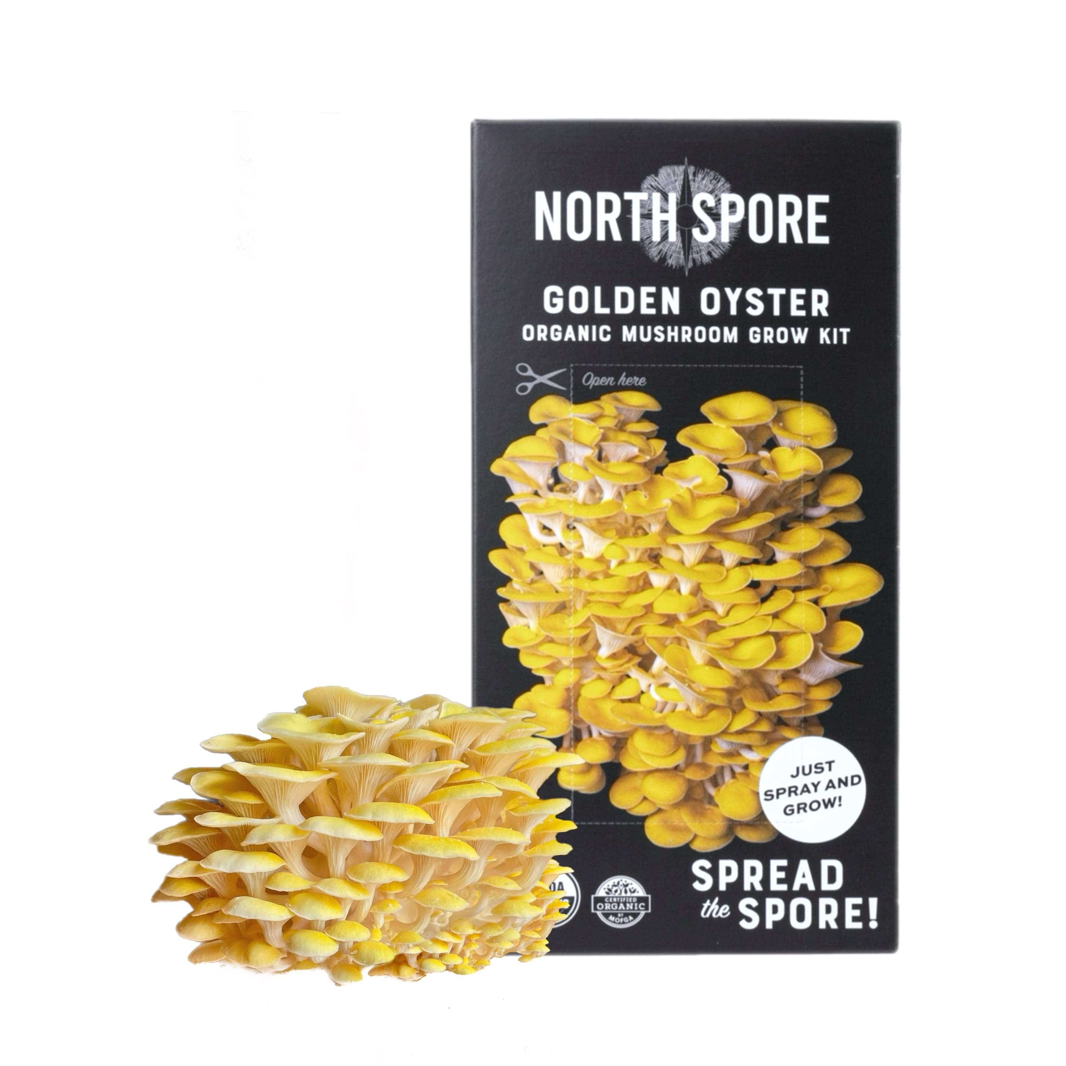 Organic Golden Oyster ‘Spray & Grow’ Mushroom Growing Kit - Image 4