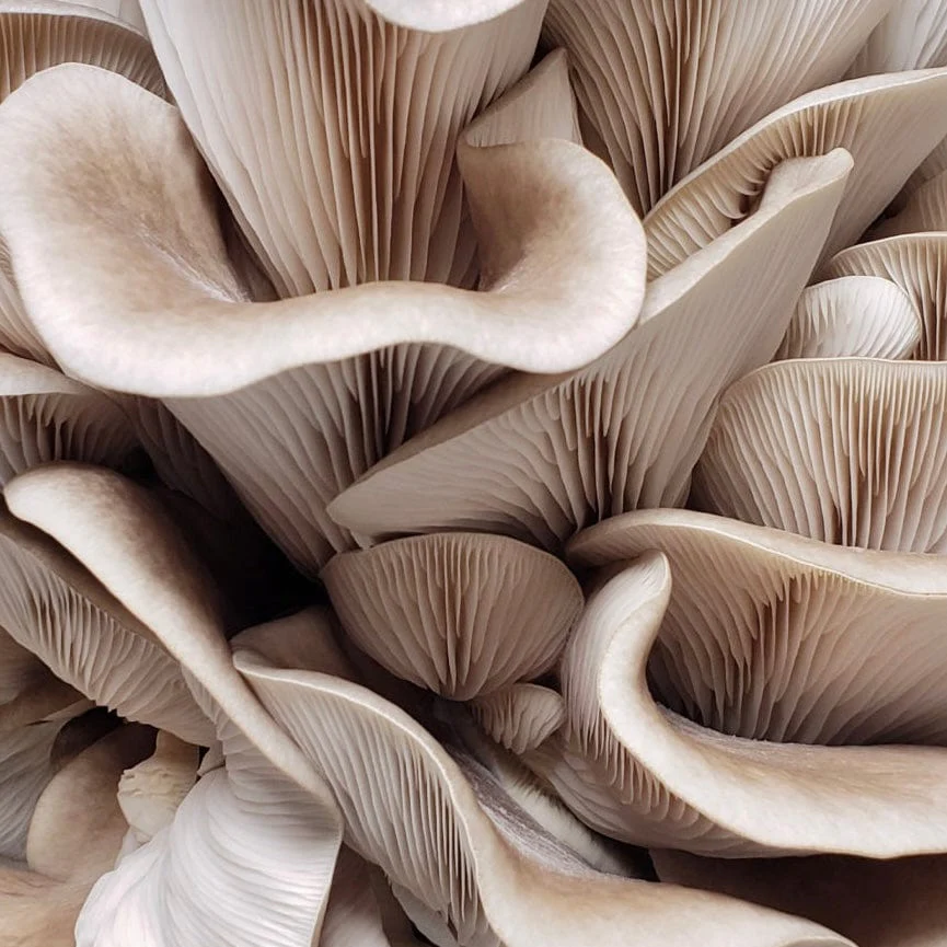 Organic Italian Oyster Mushroom Grow Kit Fruiting Block - Image 2