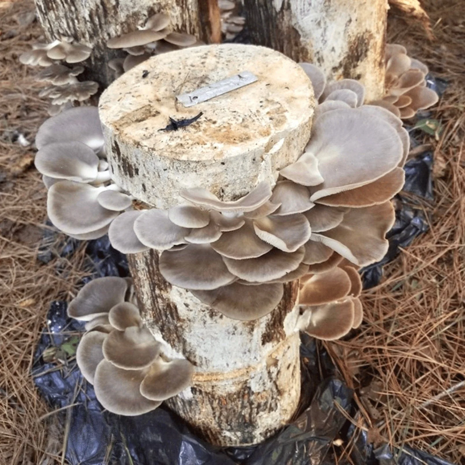 Organic Italian Oyster Mushroom Sawdust Spawn - Image 2