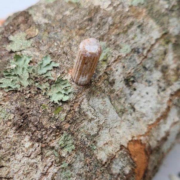 Organic Lion's Mane Mushroom Outdoor Log Growing Kit - Image 3