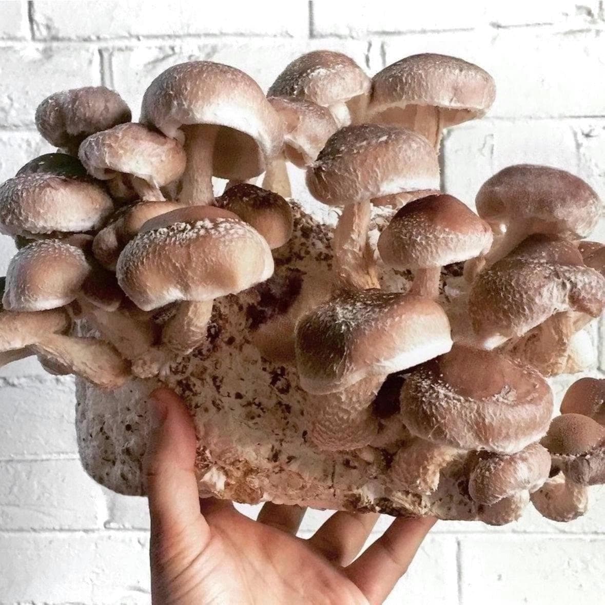 Organic Shiitake Mushroom Grow Kit Fruiting Block - Image 3