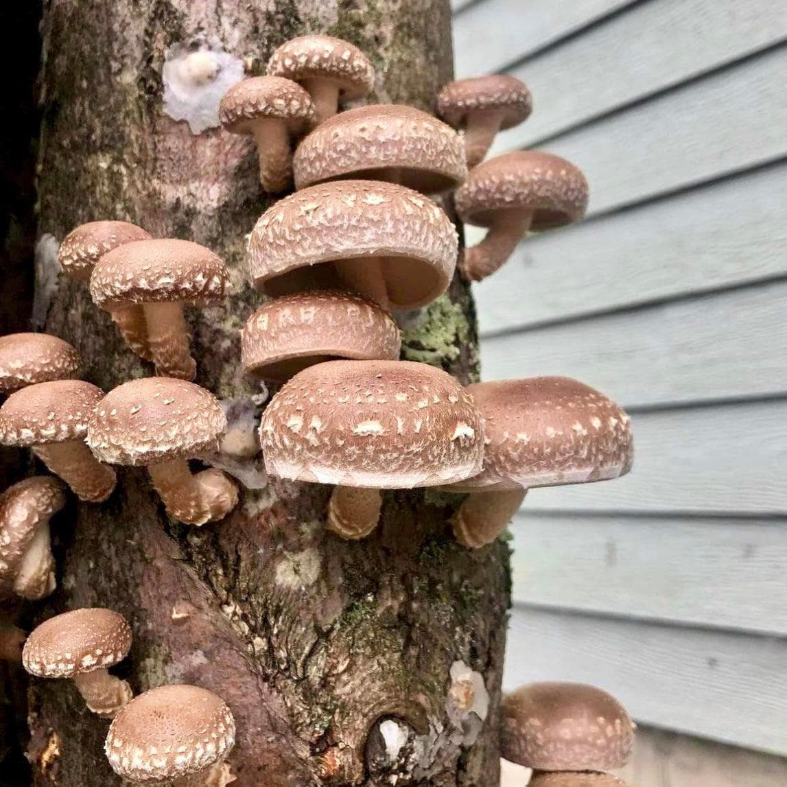 Organic Shiitake Mushroom Sawdust Spawn - Image 2