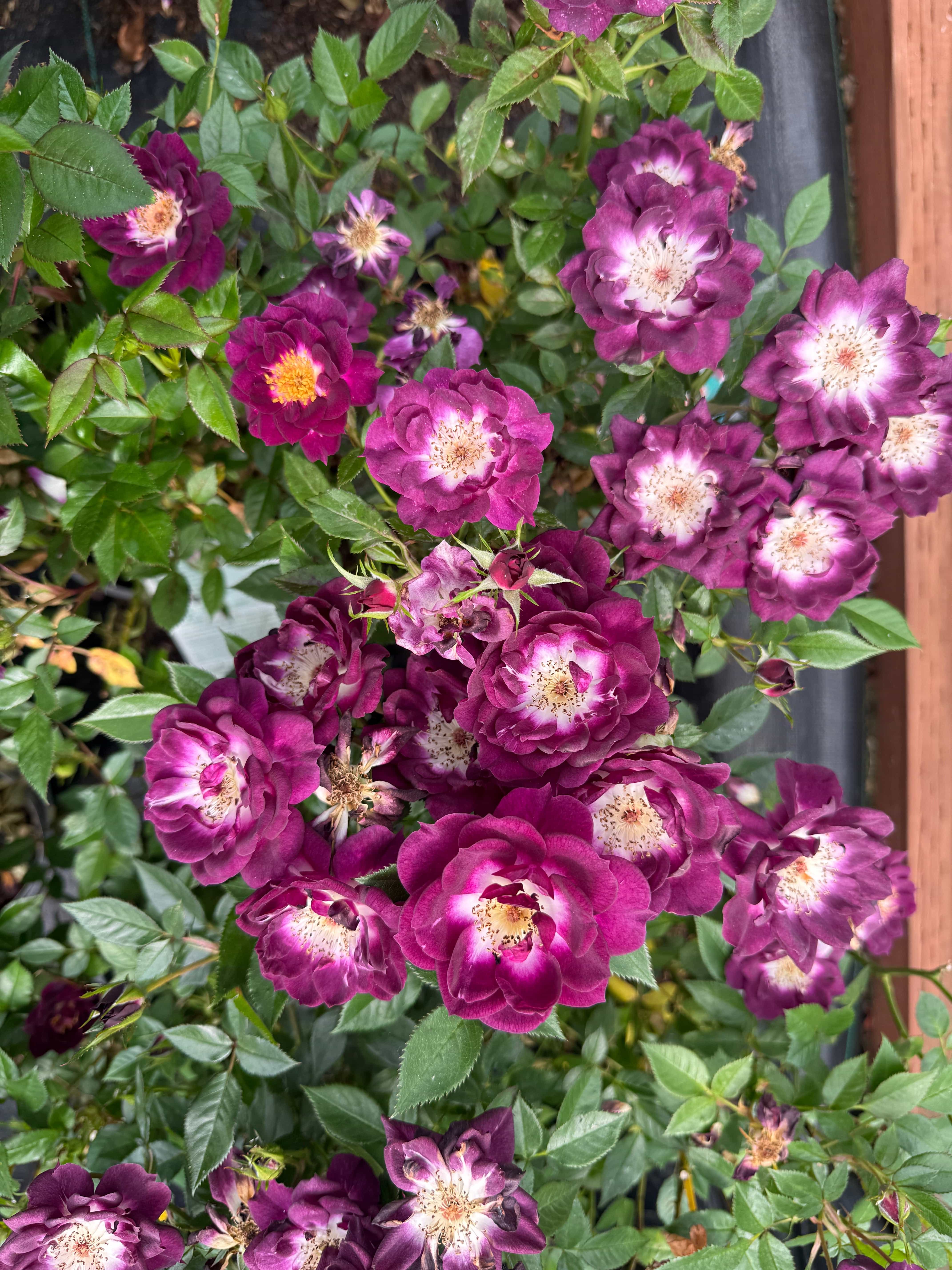 Rosa Diamond Eyesâ˘