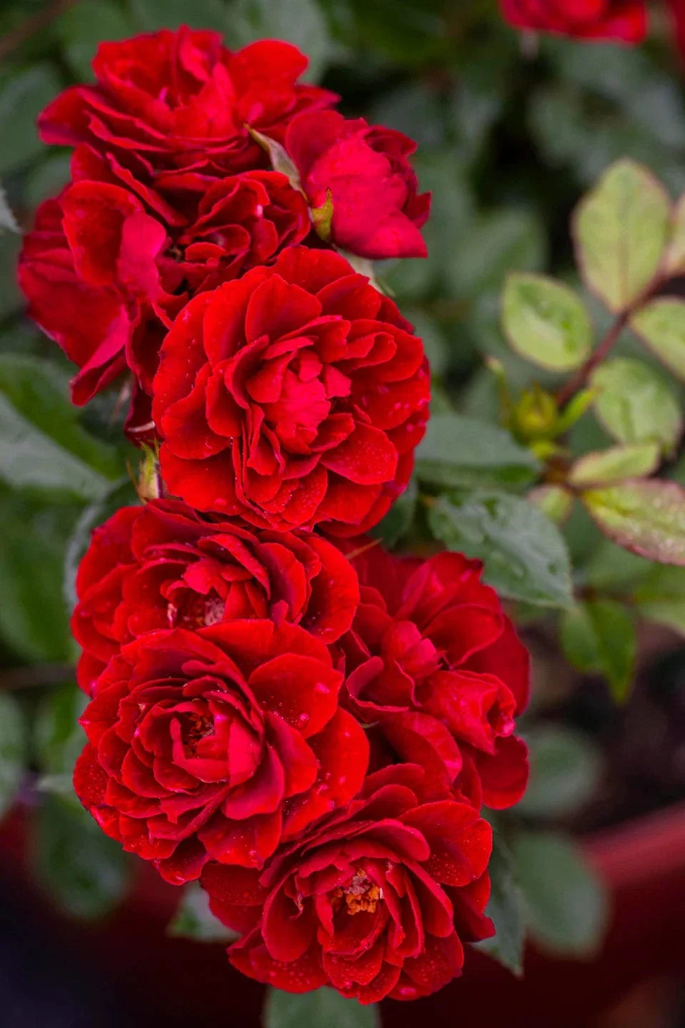Rosa Red Sunblaze® - Image 2
