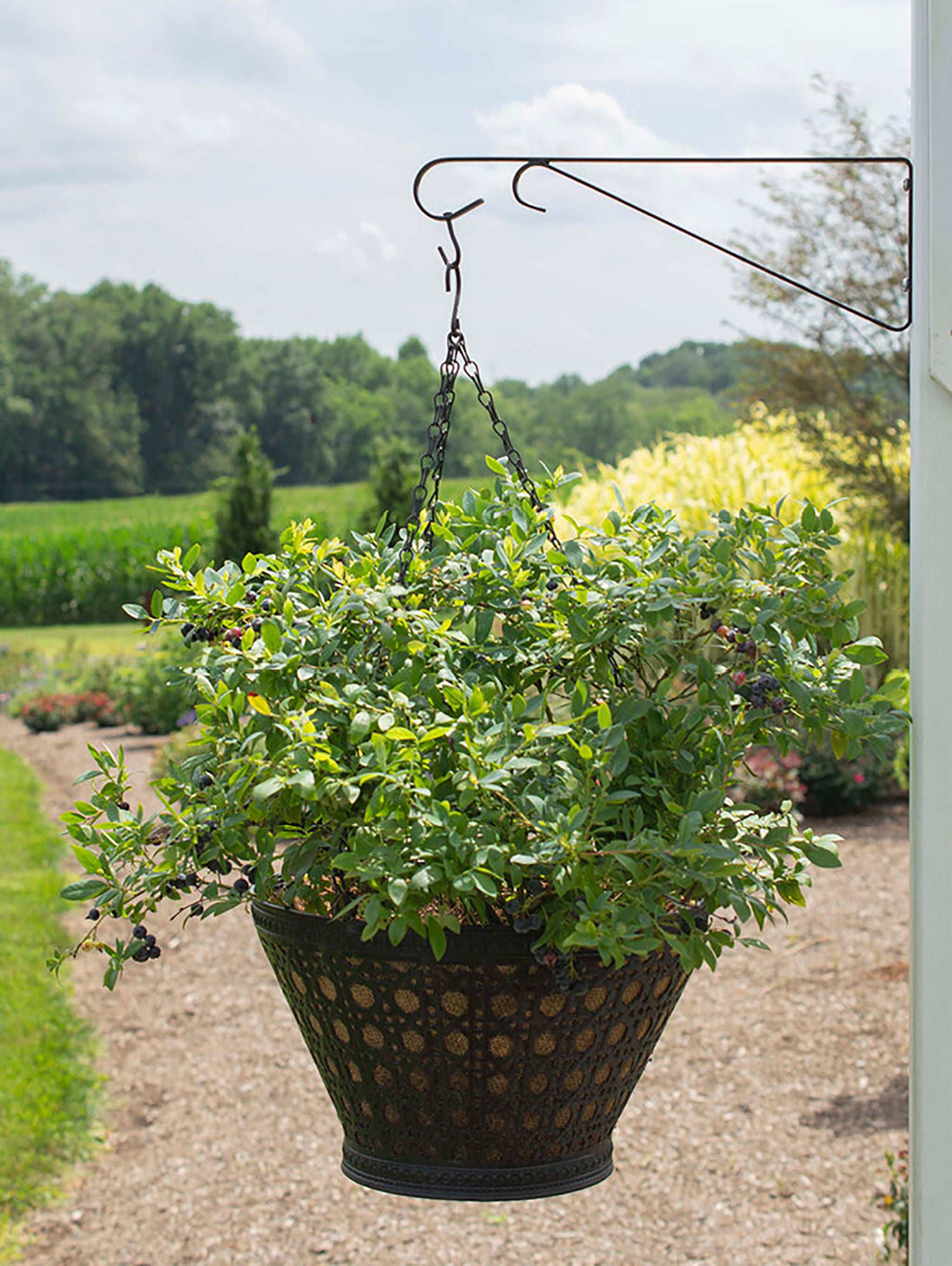Bushel and Berry® Sapphire Cascade® Blueberry