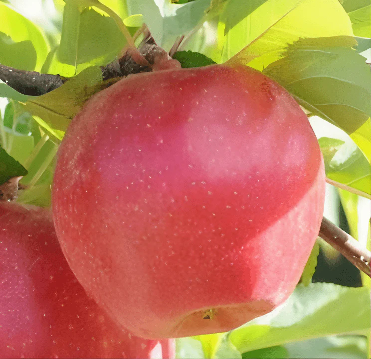 Sunrise MagicĀ® Apple